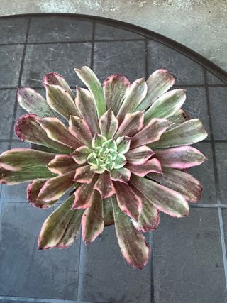 Aeonium variegado