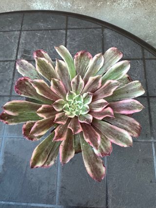 Aeonium variegado