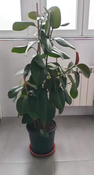 Ficus elástica planta interior