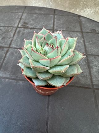 Echeveria planta suculenta