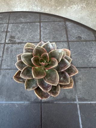 Echeveria Melaco Suculenta