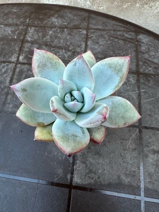 Echeveria Colorata Suculenta