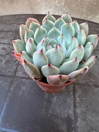 Echeveria suculenta