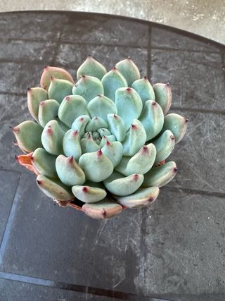 Echeveria suculenta