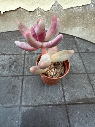 Suculenta rosa y verde