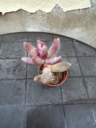 Suculenta rosa y verde