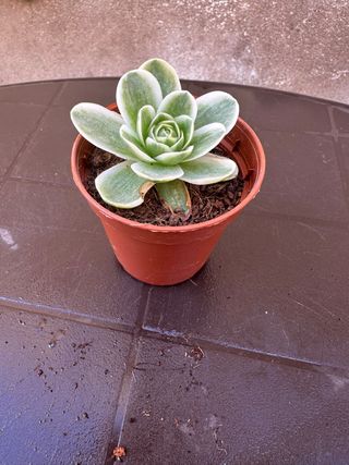 Greenovia Variegata Planta Suculenta