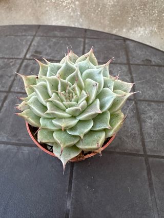Echeveria planta suculenta