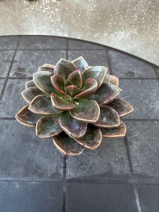 Echeveria Melaco Suculenta