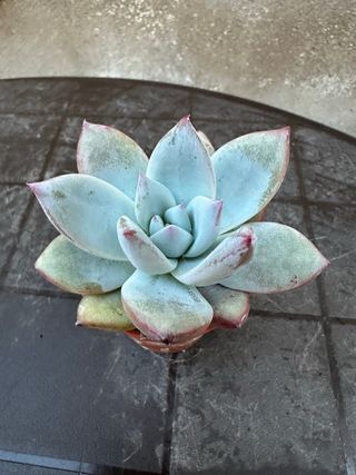 Echeveria Colorata Suculenta