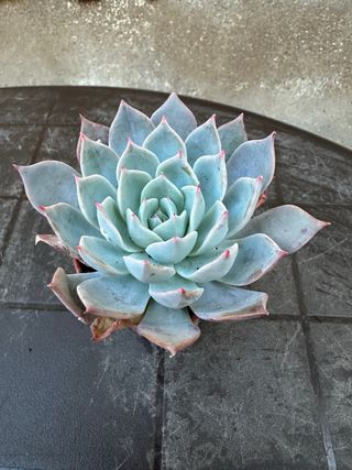 Echeveria planta suculenta