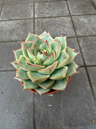 Echeveria planta suculenta