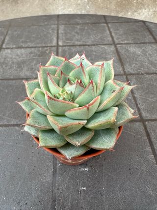 Echeveria planta suculenta