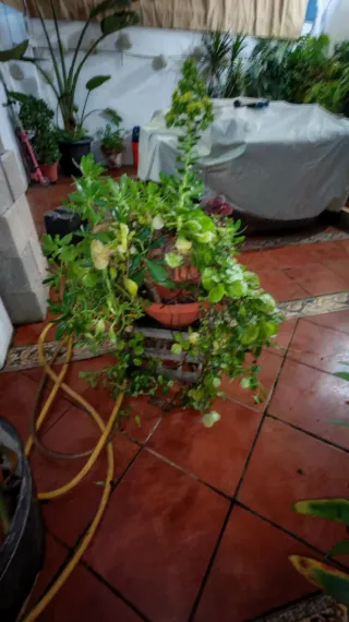 Cascada de plantas suculentas