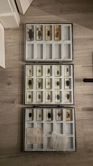 Colección Bichos National Geographic