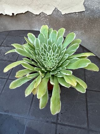 Aeonium suculenta