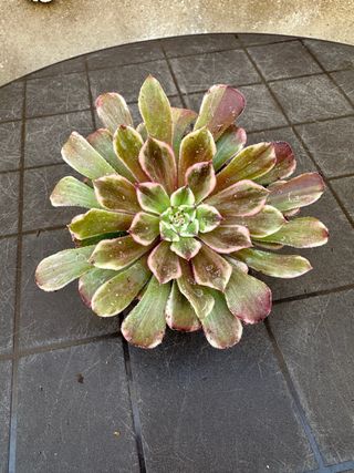 Aeonium variegado