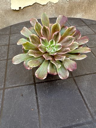 Aeonium variegado