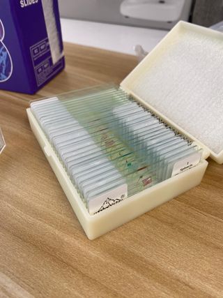 Set 30 portaobjetos microscopio