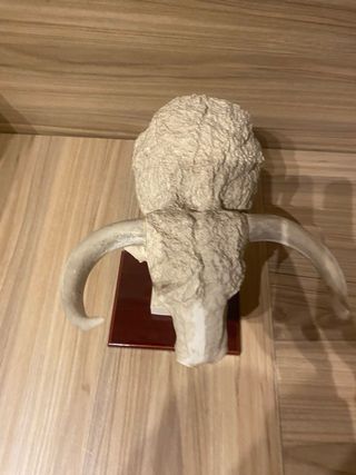 Trofeo Cabeza de Toro,muy poco vista NO ENVIOS