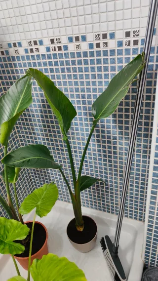 Planta Ave del Paraíso-Strelitzia Nicolai, 4 hojas