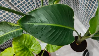 Planta Ave del Paraíso-Strelitzia Nicolai, 4 hojas