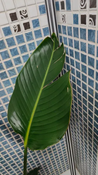 Planta Ave del Paraíso-Strelitzia Nicolai, 4 hojas