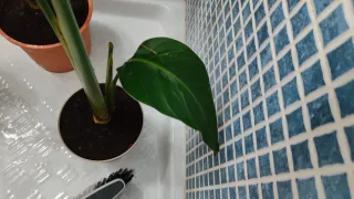 Planta Ave del Paraíso-Strelitzia Nicolai, 4 hojas