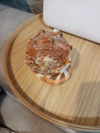 Conchiglia decorata con cammeo