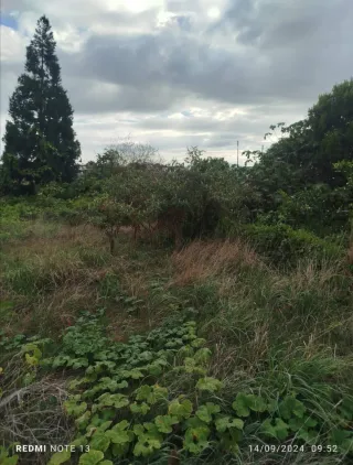 Servicio de jardinería profesional