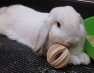 Juguete Roedores: Pelota de madera.