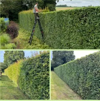 Servicios Profesionales de Jardinería