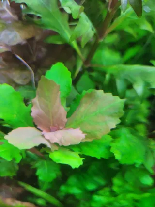 Hygrophila Triflora. Planta de acuario