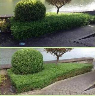 Servicios Profesionales de Jardinería