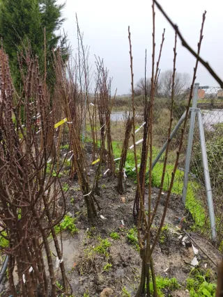 Árboles frutales raíz desnuda