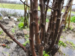 Árboles frutales raíz desnuda