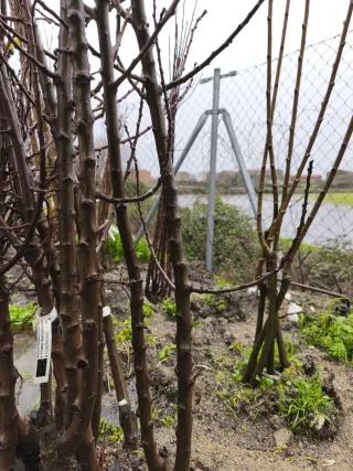 Árboles frutales raíz desnuda