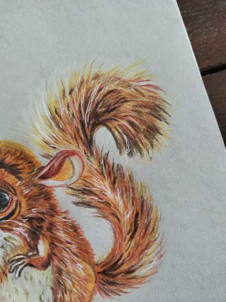 Ritratto Mortino Madagascar Disegno