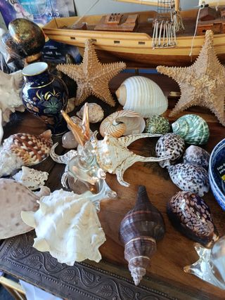 Lote de Conchas Marinas