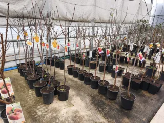 Árboles frutales en maceta