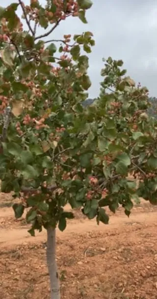 Finca de labor regadío y secano Toledo