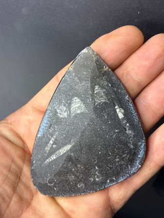 Fósil Ortoceras Negro