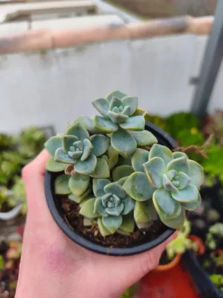 Graptopetalum Víctor kane