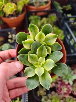 Aeonium kiwi