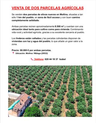 VENTA DE OLIVOS EN MOLLINA MÁLAGA