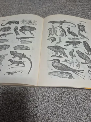 Para malaga Clasificación de los animales vegetale