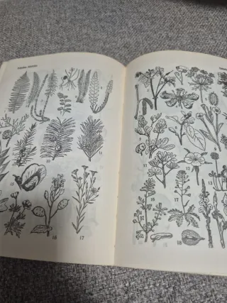 Para malaga Clasificación de los animales vegetale