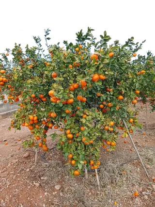 Se cuidan campos Mi tlf 722715286