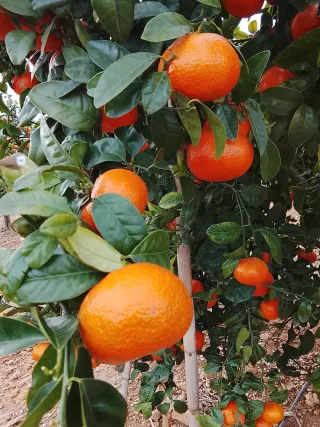 Se cuidan campos Mi tlf 722715286