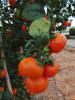 Se cuidan campos Mi tlf 722715286